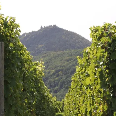 Apartment In Dambach Near Vineyards, Cleaning Included Dambach