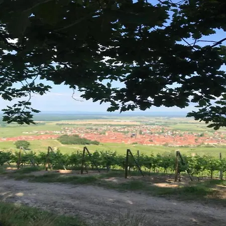 Apartment In Dambach Near Vineyards, Cleaning Included *