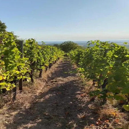 Apartment In Dambach Near Vineyards, Cleaning Included